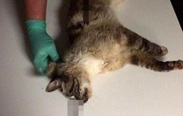 Чудесное спасение кота, насквозь пробитого стрелой