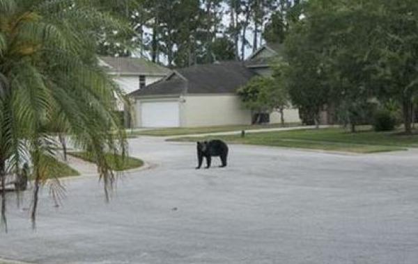 Смешной мишка без комплексов нашел необычное место, чтобы отдохнуть и расслабиться