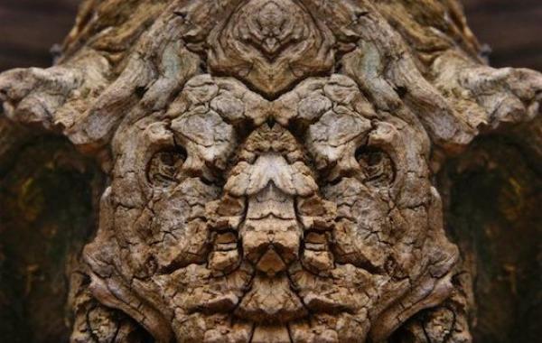 ТуркоПревращение деревьев в сказочных персонажей мира фэнтези при помощи зеркального отражения