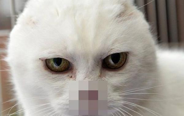 Charlie Voldemort cat, кот Волан-де-Морт