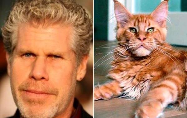 cat look like, коты похожие на знаменитостей, коты похожие на нечто другое