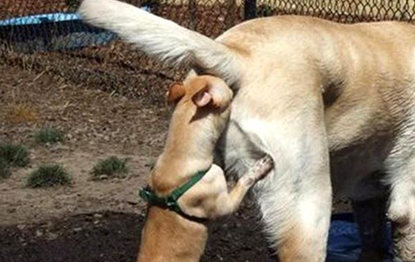 смешные собаки, безумные собаки, действия собак невозможно объяснить