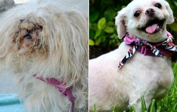 собаки до и после, преображение бездомных собак