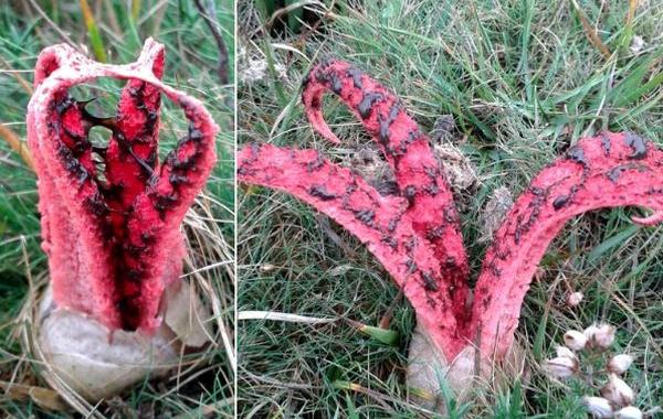 Пальцы дьявола, Антурус Арчера,Clathrus archeri, как растет Антурус Арчера,как растет гриб Пальцы дьявола