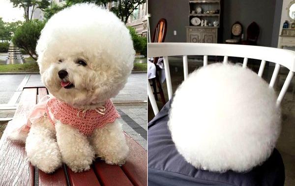 бишон фризе облако, собака выглядит как ватный шарик, собака похожа на облако