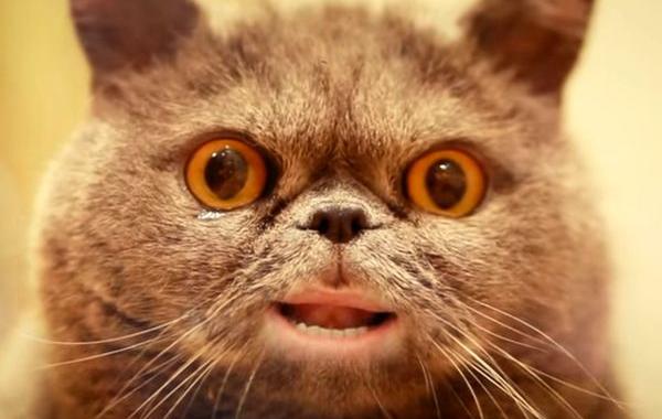 кот с хозяином спел хит из 90-ых, кот спел песню, поющий кот