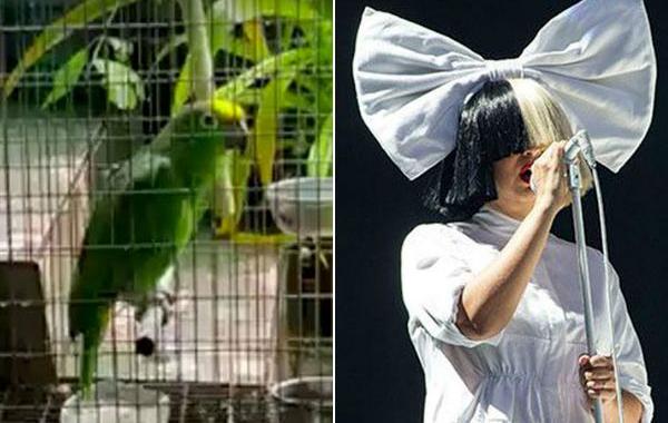 Попугай спел Sia — Chandelier, Sia — Chandelier в исполнении попугая