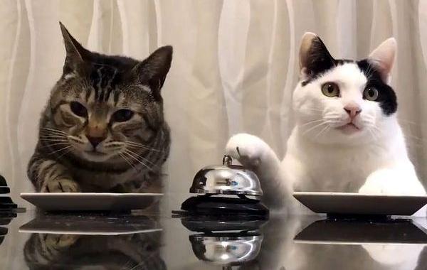 кошки звонят в звонок хотят есть, кошки звонят в звонок чтобы дали еды, кошки звонок видео