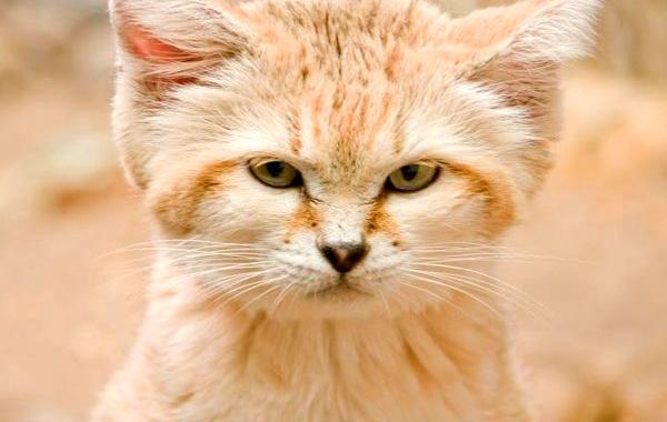барханный кот, кошка всегда выглядит как котёнок