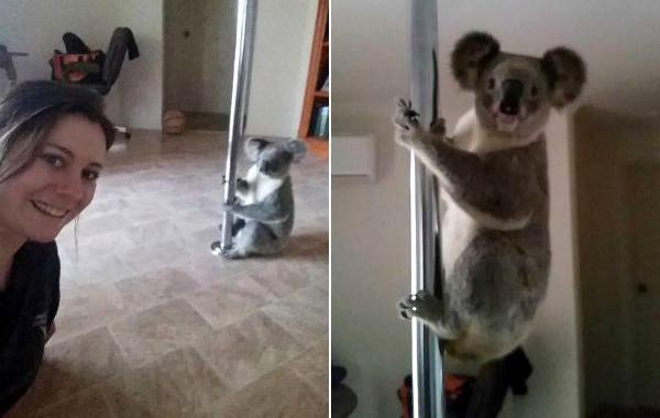 коала танцует на пилоне, коала на шесте для танцев, коала на шесте видео