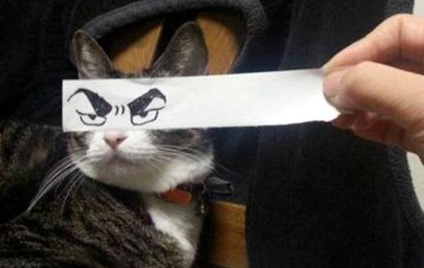 коты с мультяшными глазами, коты с глазами на бумаге, кошачий монтаж, neko montaaju, интернет-мем коты с глазами