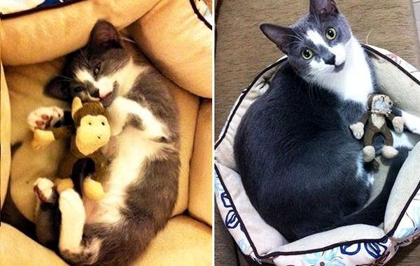 животные со своими  игрушками, животные тогда и сейчас