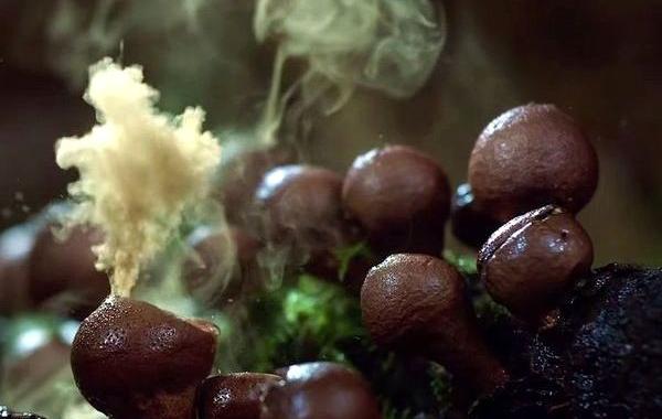 крутейшее видео о природе, самое крутое видео о природе, The Coolest Nature Video Ever, Роен Хорн, Roen Horn