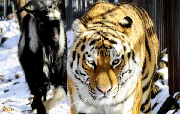 тигр Амур и козел Тимур, тигр и козел подружились, в российском зоопарке подружились тигр и козел, тигру дали козла подружились