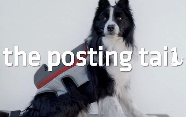 пости хвостом, постящий хвост, хвостопост, Posting Tail, Posting Tail Pedigree 