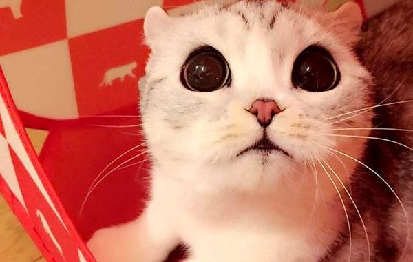 кошка Хана, Hana cat