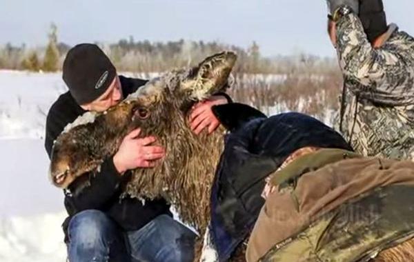 лучшая подборка спасения животных, лучшая видеоколлекция спасения животных