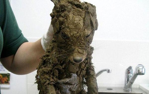 животное в грязи, животное полностью покрытое грязью