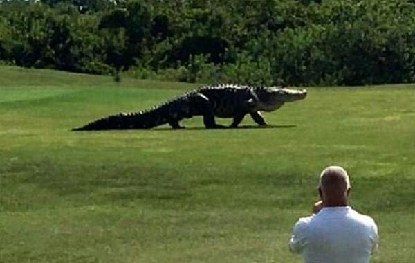 аллигатор на поле для гольфа, аллигатор в Пальметто Флорида, аллигатор Буффало Крик Голф Корс