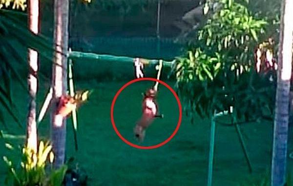 собака и веревка, собака висит на веревке. собака крутит задницей висит на веревке