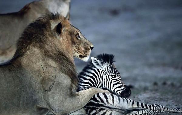 Wildlife Photographer Of The Year 2017, фотографии животных Wildlife Photographer Of The Year