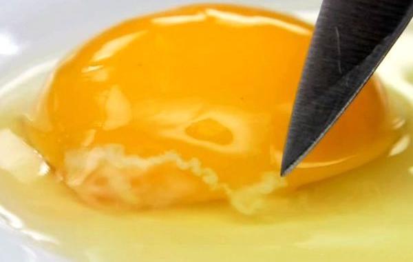 халазы, для чего нужны халазы, факты о куриных яйцах, белые канатики желток, белые ниточтки в яйцах