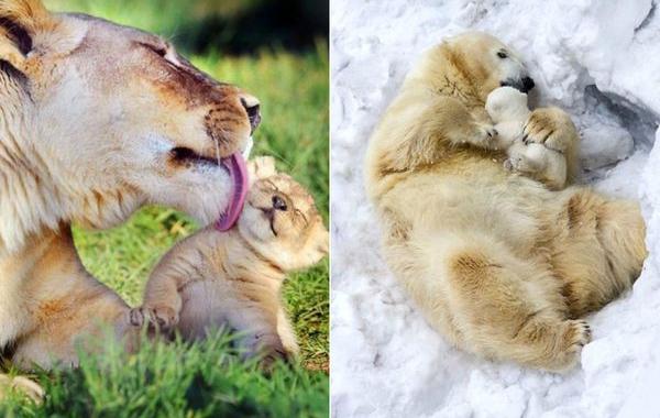 животные-родители, родители животные, животные с детёнышами