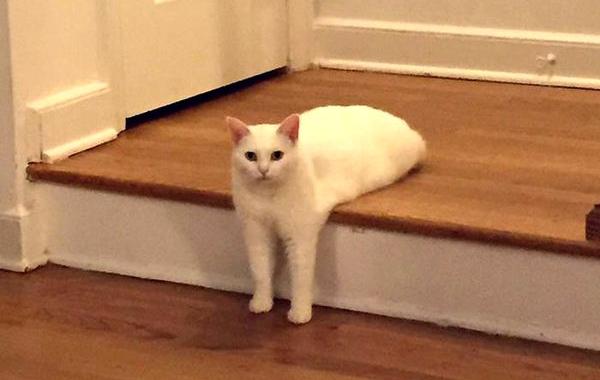 неудобно лежачий кот, кот битва фотошоперов, неудобно лежачий кот битва фотошоперов