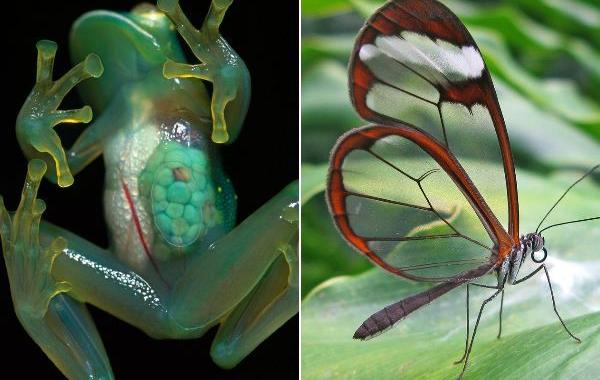 прозрачные животные, прозрачные виды животных, стеклянные животные