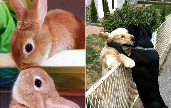 Животные тоже умеют любить, влюблённые животные, животные пары, коты обнимаются