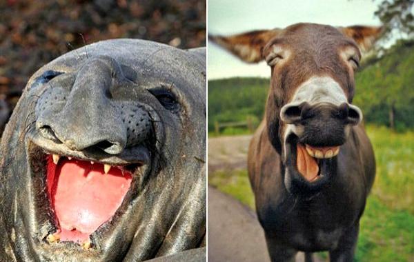 улыбающиеся животные, животные смеются