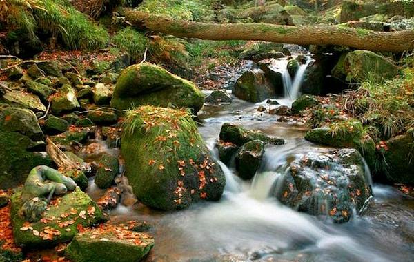 маскировка боди-арт, боди-маскировка, модели замаскированные под природу
