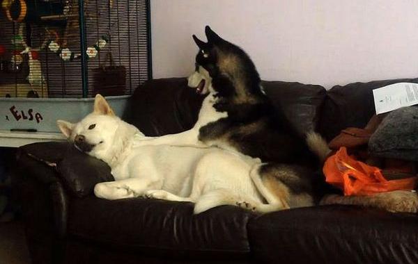 настойчивый хаски, надоедливый хаски, хаски хочет играть, Самый настойчивый и надоедливый хаски, когда устал а друг тебя тянет куда-то идти