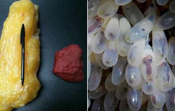 познавательные фотографии, фотографии которые вы никогда не видели