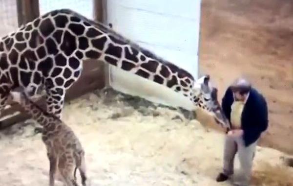 мама жираф пнула работника зоопарка, мама жираф пнула ветеринара