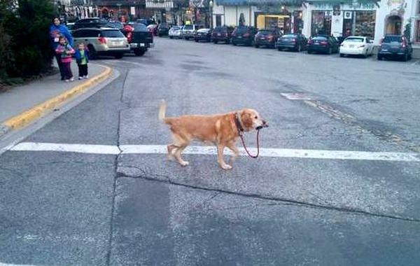 самостоятельные собаки, собаки которым не нужен хозяин, независимые собаки