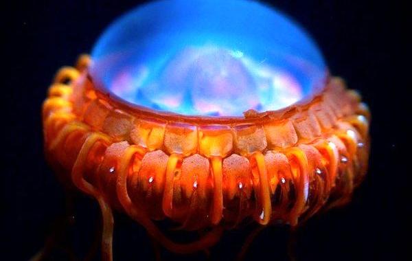 Морские животные напоминающие инопланетян, инопланетные обитатели океана