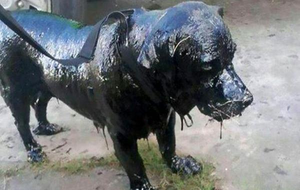 собака в гудроне, собака в смоле