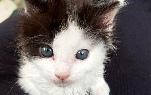 котёнок шевелит ушами во время кормления, кормление котенка шевелит ушами