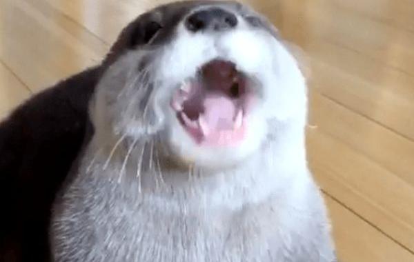 выдра, любительница салата, выдра Аяко, выдра ест салат