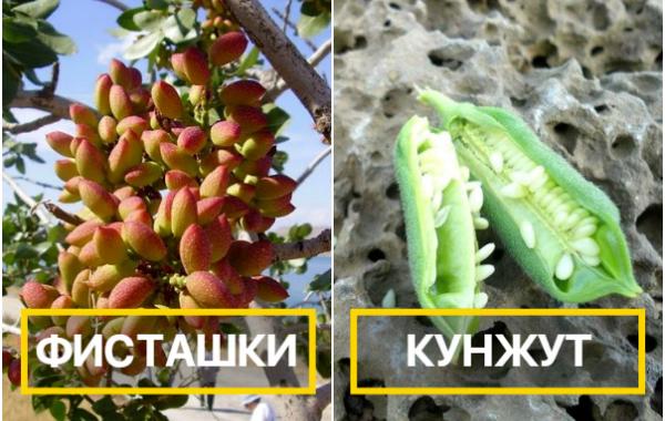 как растут фрукты и овощи, как растёт миндаль