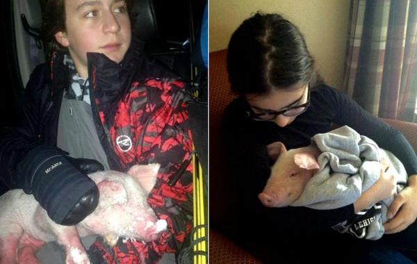 спасение поросёнка, спасли замёрзшего поросенка