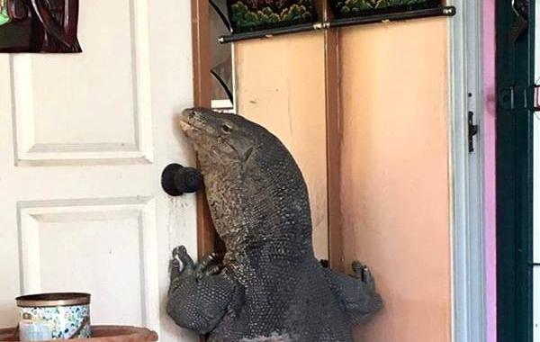 огромный варан возле двери, обнаружил огромного варана возле дома