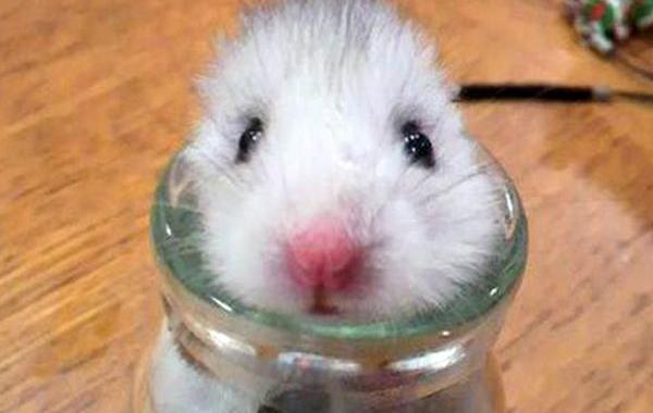 хомяк нашел необычное убежище, хомяк испугался землетрясения, хомяк в банке, хомяк застрял в банке