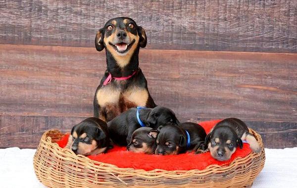 Собака Лилика родила, знаменитая беременная собака родила, собака родила милых щенят