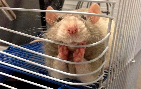милые крысы, домашняя крыса, милые животные