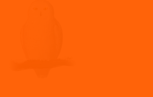 Сможете рассмотреть скрытые изображения, тест скрытые изображения