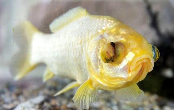 самая старая золотая рыбка, золотая рыбка Splash, старая золотая рыбка Сплэш