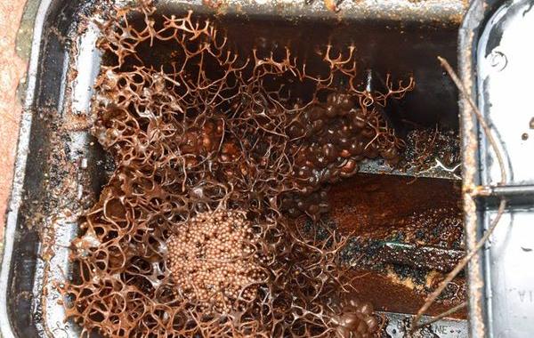 гнездо пчёл Tetragonula, пчелиное гнездо Tetragonula