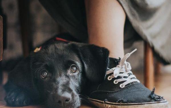 Best Dog Photos of 2017, лучшие фотографии собак 2017 года